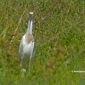 Western Cattle Egret