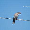 White Winged Dove