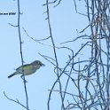 White-eyed Vireo
