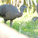 Wild Turkey, Hen