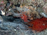 Anker's Peppermint Shrimp 2