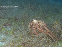 Atlantic Longarm Octopus  1st sighting this year!