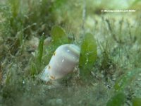 Atlantic Marginella