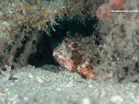 Barbfish