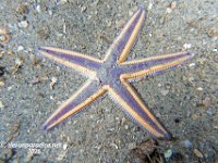 Beaded Sea Star
