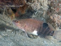 Belted Sandfish