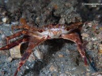 Blackpoint Sculling Crab 1