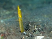 Blue Throated Pike Blenny 2