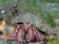 Blue-Eyed Hermit Crab