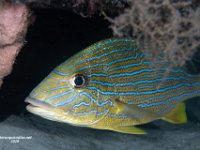 Blue-stripped Grunt