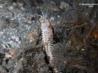 Bobbitt Worm