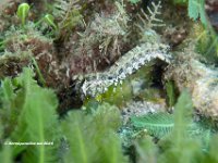 Ciliated False Squilla