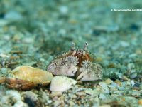 Common Box Crab