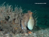 Common Octopus 1