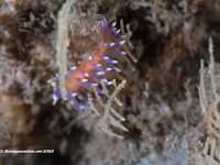 Corypheilina Marcusorum