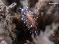 Coryphellina Marcusorum Nudibranch 2
