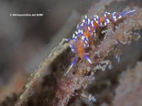 Coryphellina Marcusorum Nudibranch 3