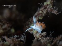 Cratena Minor 3