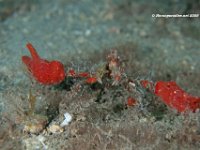 Decorator Crab 1  Notice the claws are coated with sponges