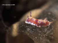 Felimida Binza