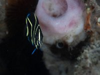 French Angelfish 1, Intermediate