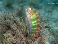 Green Razorfish 1