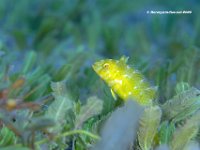 Green Razorfish