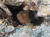 Hairy Blenny