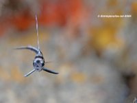 Highhat, Juvenile 1