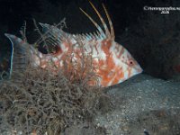 Hogfish