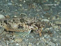 Leopard Sea Robin