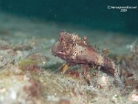 Long-nose Batfish 2