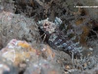 Longfin Blenny 1