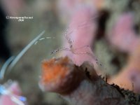 Pederson Shrimp