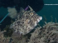 Planehead Filefish