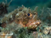 Plumed Scorpionfish 2