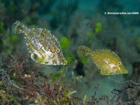 Pygmy Filefish 3