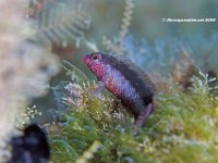 Rosy Blenny