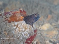 Sailfin Blenny 1