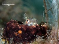 Seaweed Blenny 1