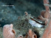Seaweed Blenny 2