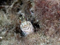 Seaweed Blenny