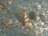 Shorttail Snake Eel 2  A 1st for me and a rarity at the bridge