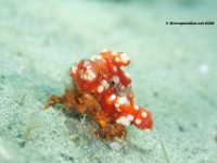 Spongy Decorator Crab