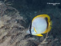 Spotfin Butterfly Fish