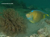 Townsend Angelfish