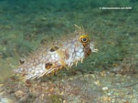 Web Burrfish