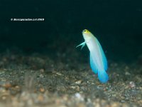 Yellowhead Jawfish 1